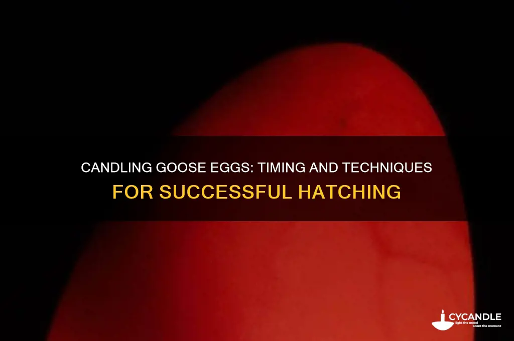 when can u candle goose eggs
