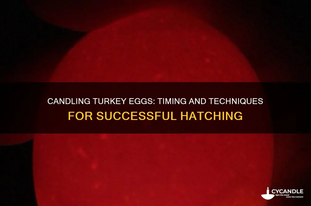 when can you candle a turkey egg