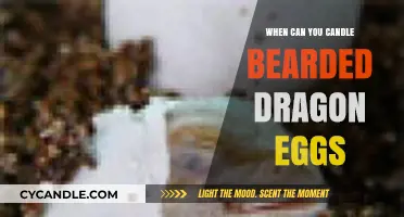Candling Bearded Dragon Eggs: Timing and Techniques for Success