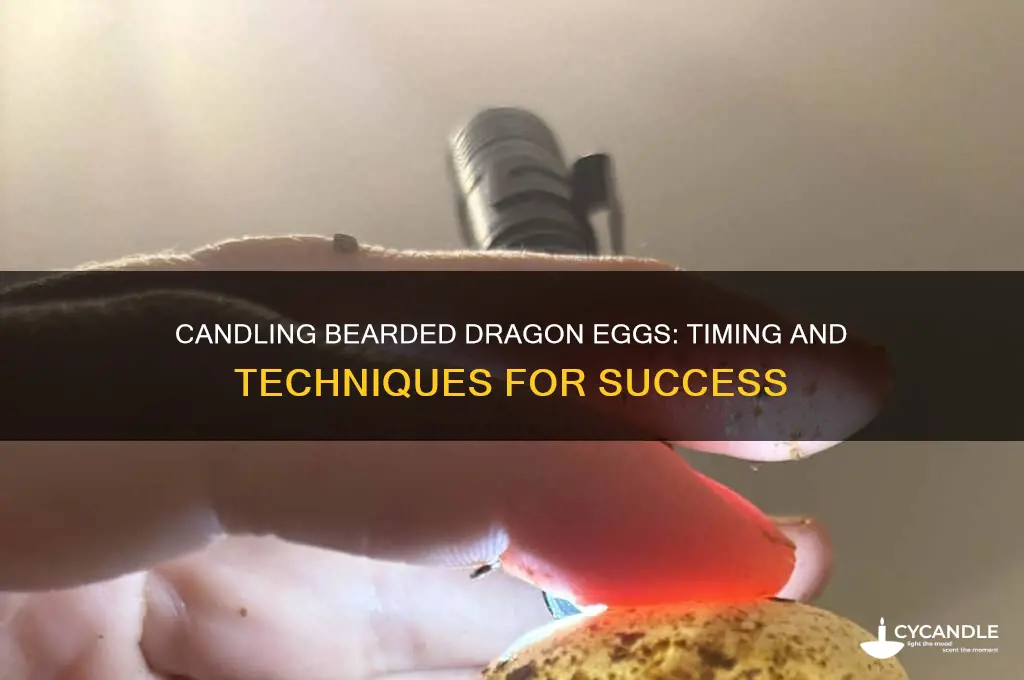 when can you candle bearded dragon eggs