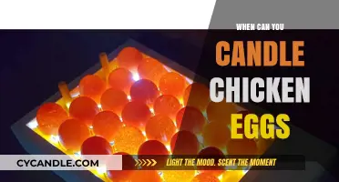 Candling Chicken Eggs: Timing and Techniques for Successful Hatching
