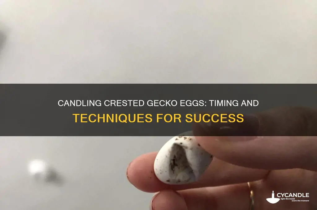 when can you candle crested gecko eggs