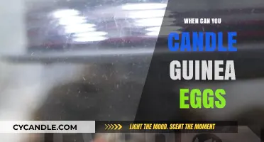 Candling Guinea Eggs: Timing and Techniques for Successful Hatching