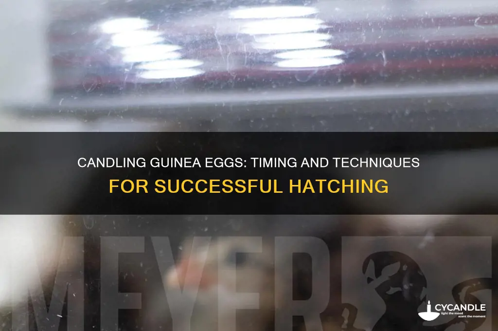 when can you candle guinea eggs