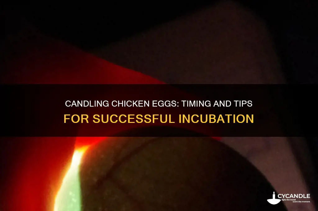when can you candle incubated chicken eggs