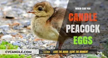 Candling Peacock Eggs: Timing and Techniques for Successful Hatching