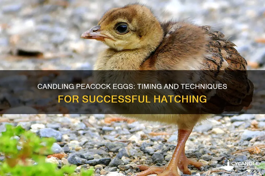 when can you candle peacock eggs