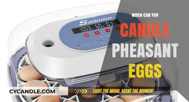 Candling Pheasant Eggs: Timing and Techniques for Successful Hatching