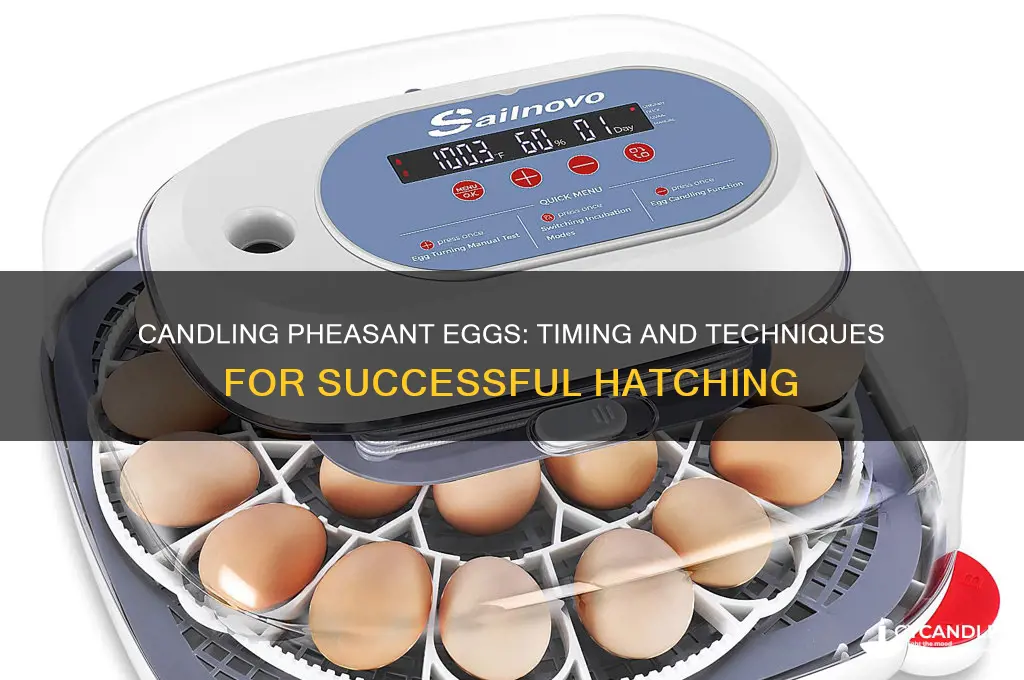 when can you candle pheasant eggs