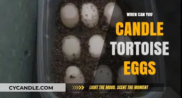 Candling Tortoise Eggs: Timing and Techniques for Monitoring Hatchlings