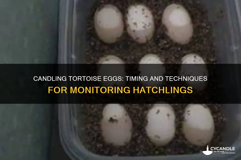 when can you candle tortoise eggs