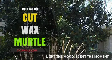When to Trim Wax Myrtle: A Seasonal Pruning Guide