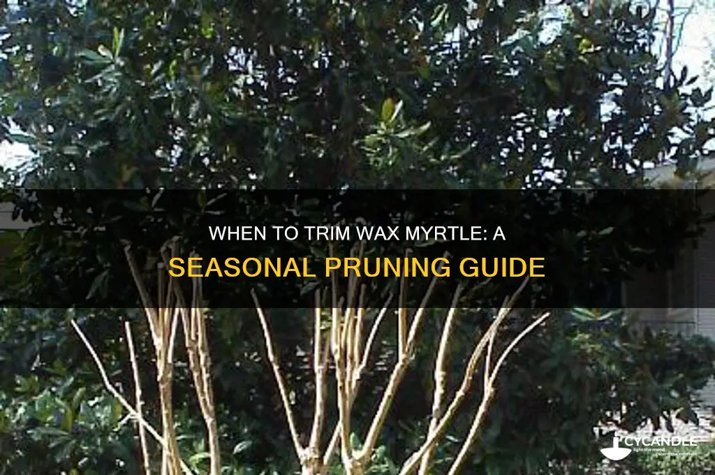 when can you cut wax murtle