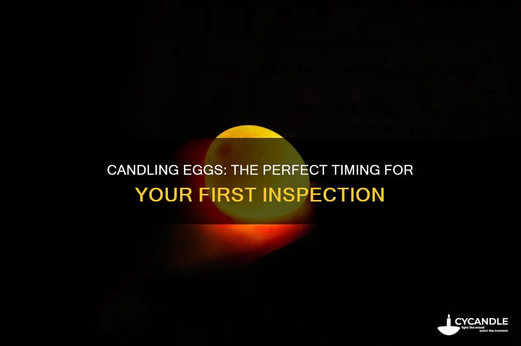 when can you first candle eggs