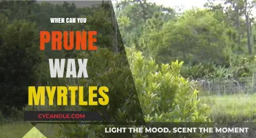 Pruning Wax Myrtles: Best Timing for Healthy Growth and Shape