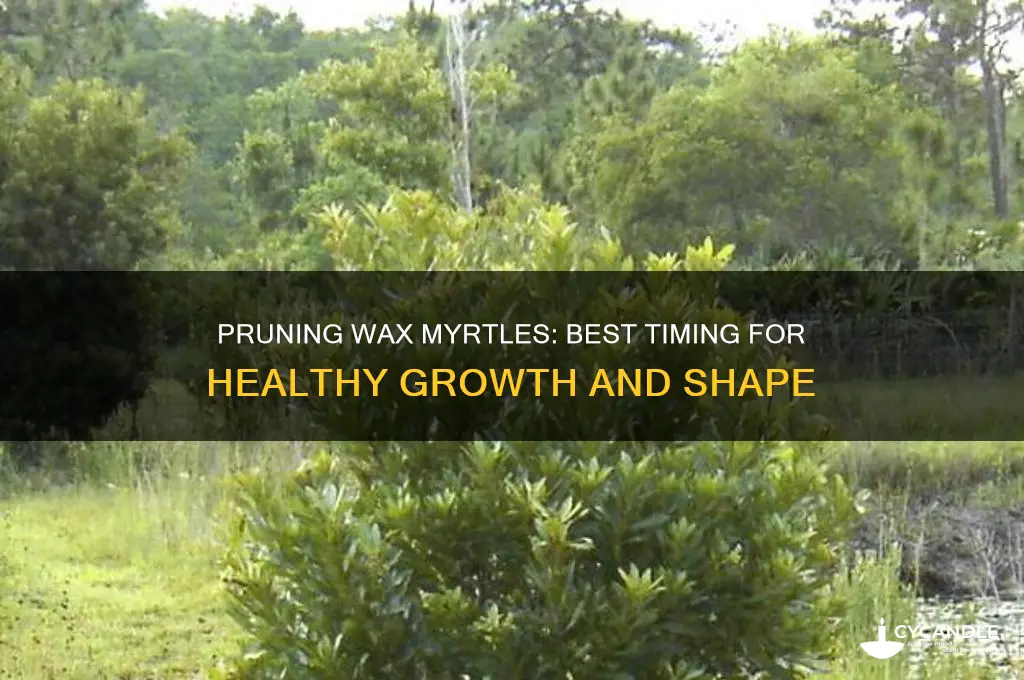when can you prune wax myrtles