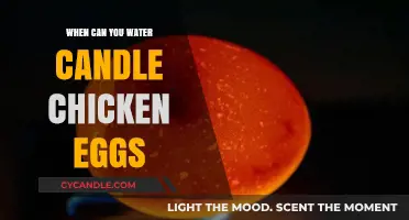When to Water Candle Chicken Eggs: A Hatching Guide