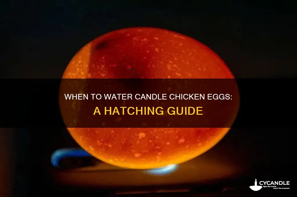 when can you water candle chicken eggs