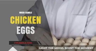 Candle-Lit Chicken Egg Incubation