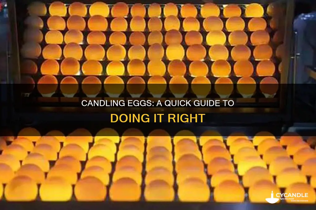 when candling eggs