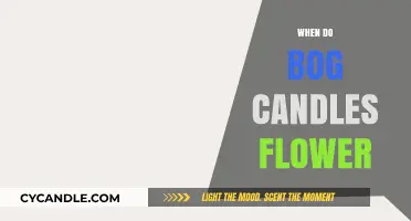 Spring Blooming: Bog Candles' Flowering Time