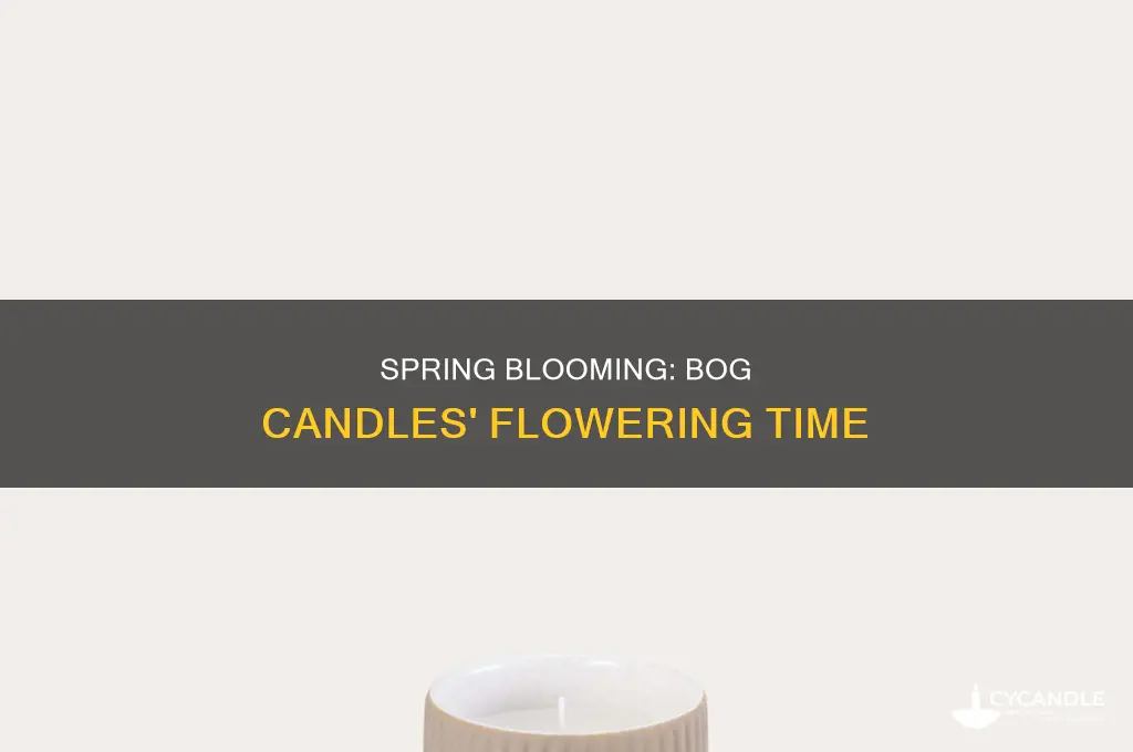 when do bog candles flower