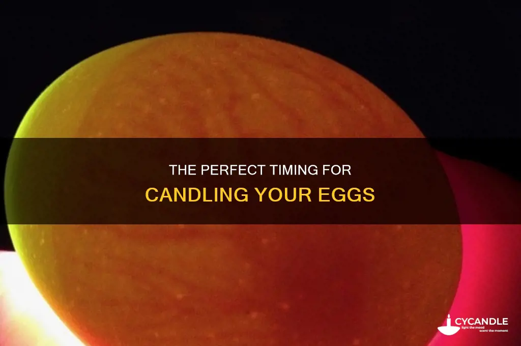 when do i candle my eggs