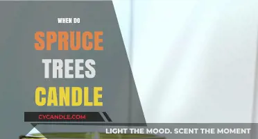 Spring Spruce: The Candling Process
