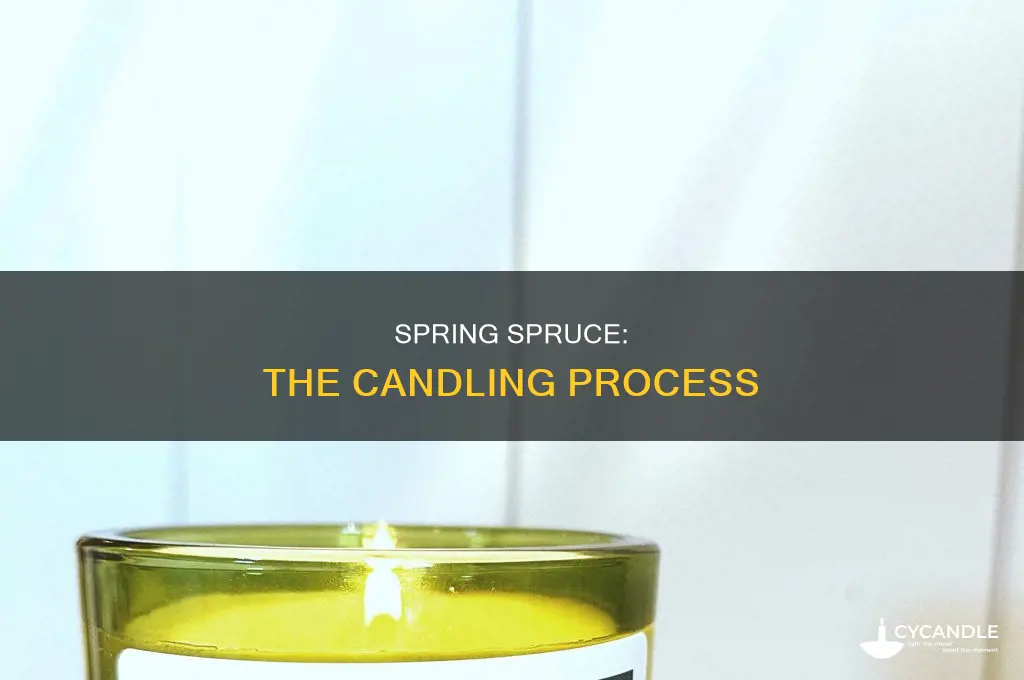 when do spruce trees candle