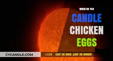 Candling Chicken Eggs: The Perfect Timing
