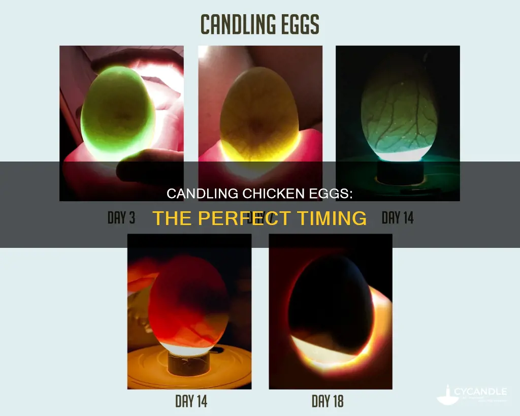when do you candle chicken eggs