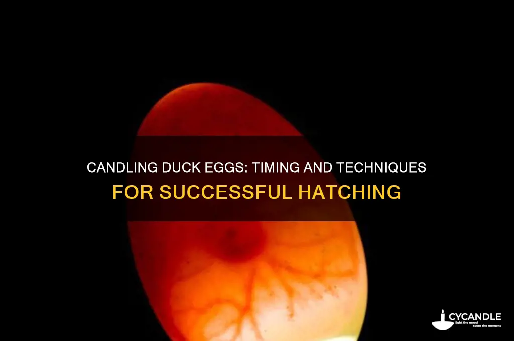 when do you candle duck eggs