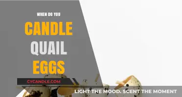 Candling Quail Eggs: Timing and Techniques for Hatching Success