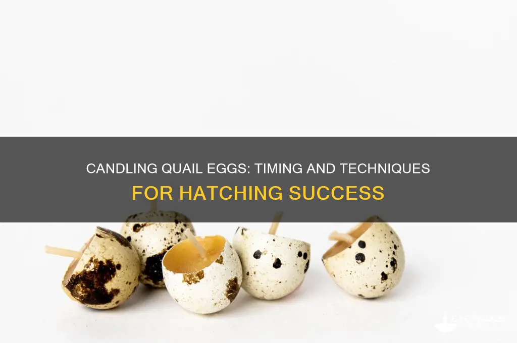 when do you candle quail eggs