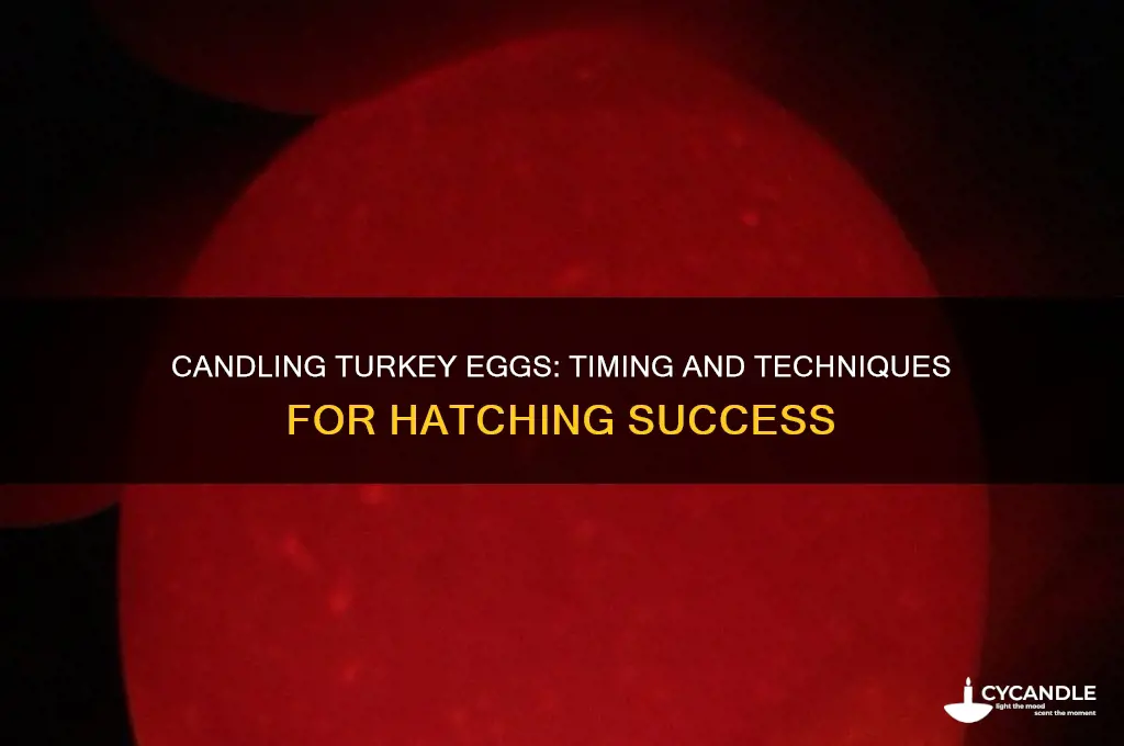 when do you candle turkey eggs