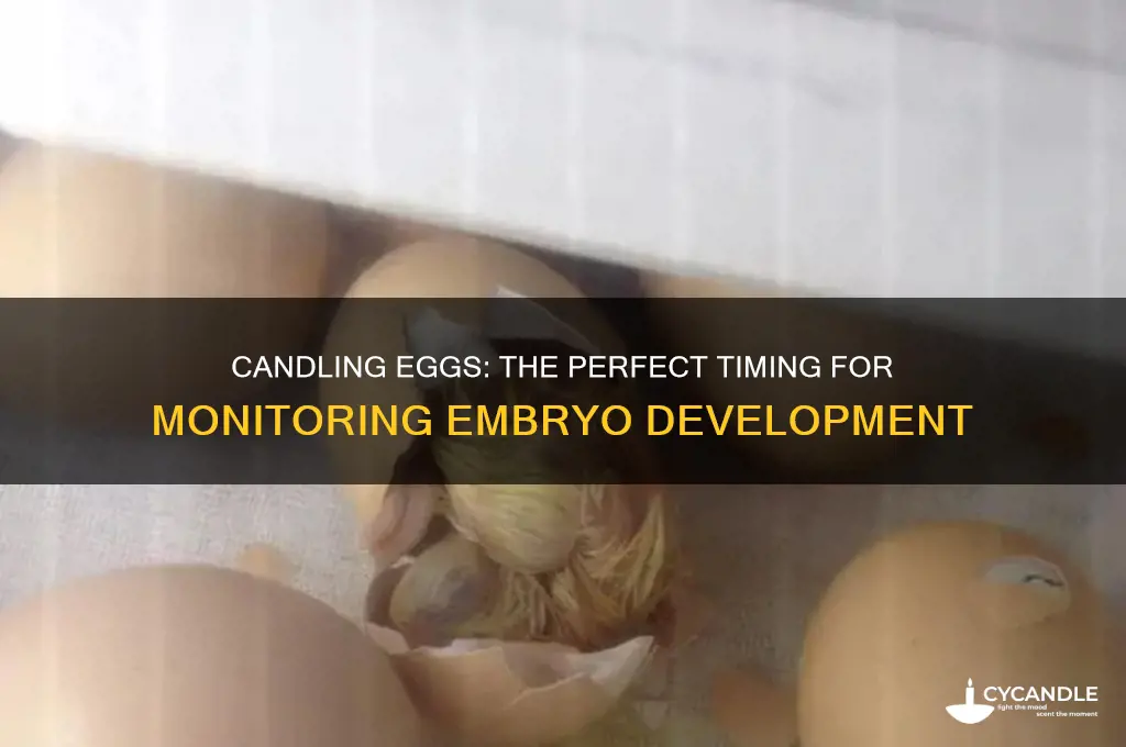 when do you first candle eggs
