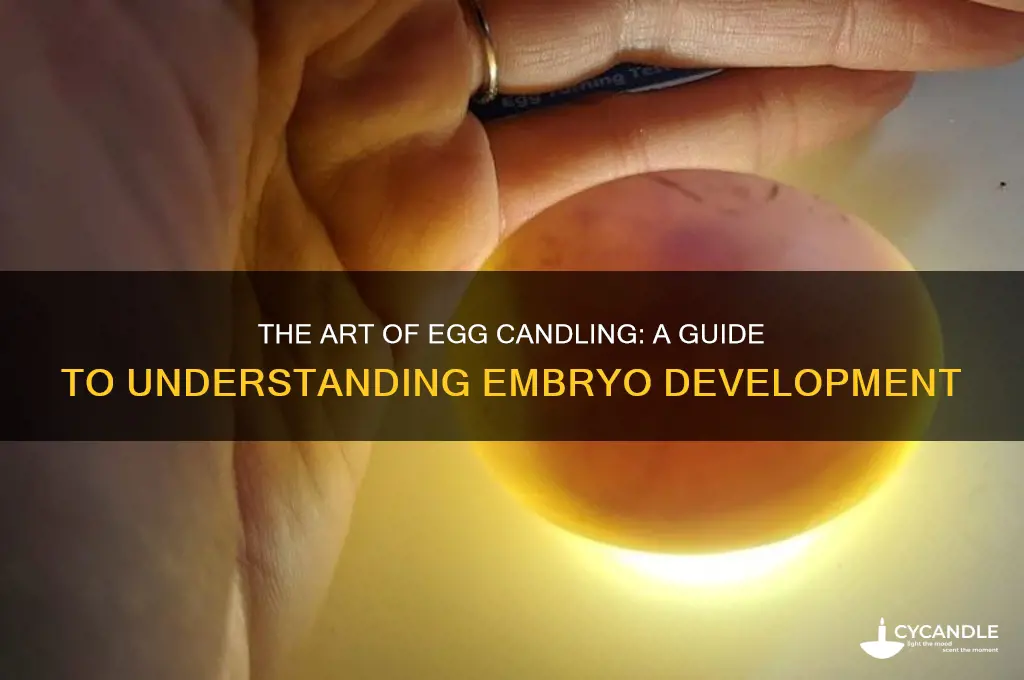 when eggs undergo candling