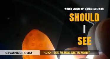 Snake Egg Candling: What to Expect?