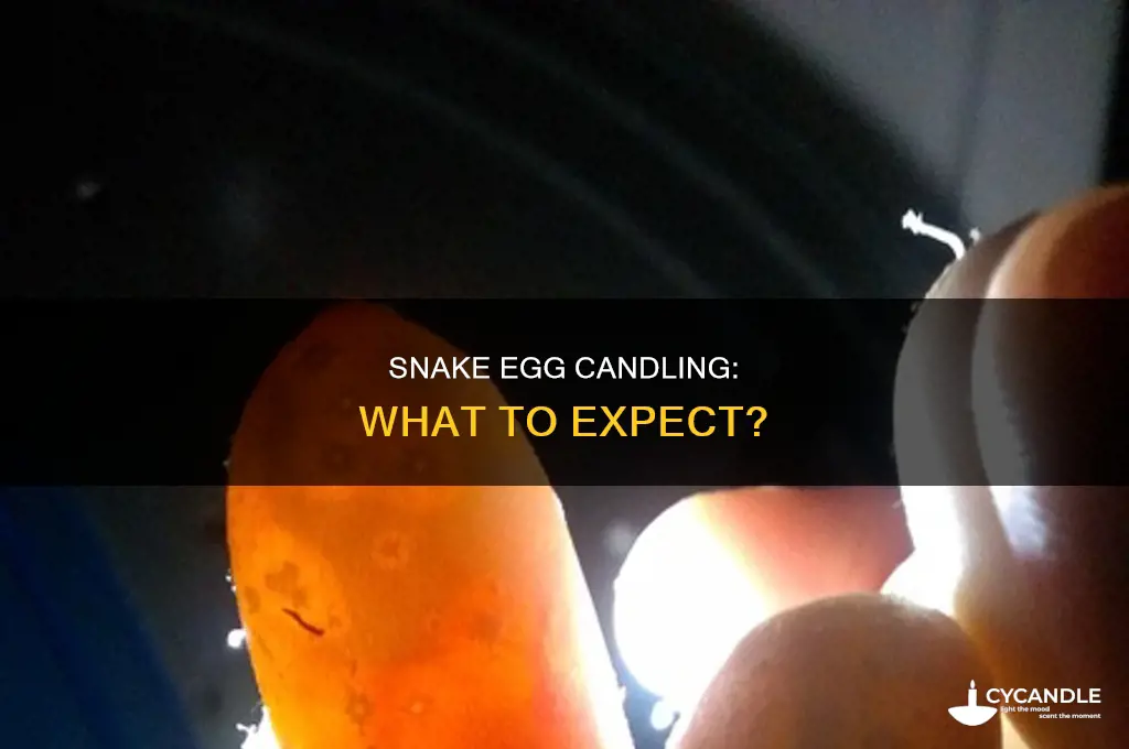 when i candle my snake eggs what should i see