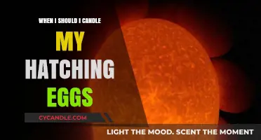 Best Time to Candle Your Hatching Eggs