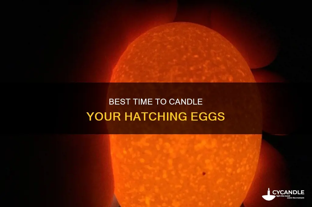 when i should i candle my hatching eggs