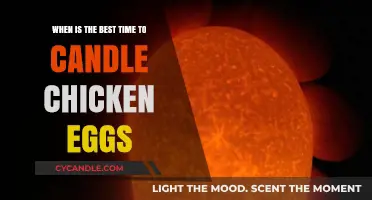 Candling Chicken Eggs: Best Time to Do It