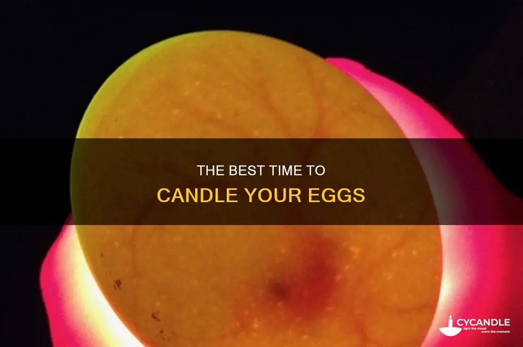 when should eggs be candled