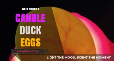 Best Time for Candling Duck Eggs