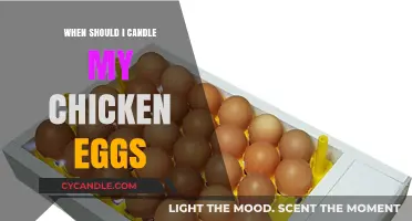 Best Time to Candle Your Chicken Eggs