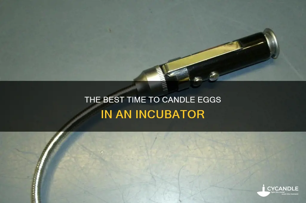 when should i candle my eggs in the incubator