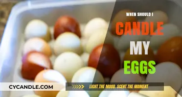 Candling Eggs: The Perfect Timing for Success