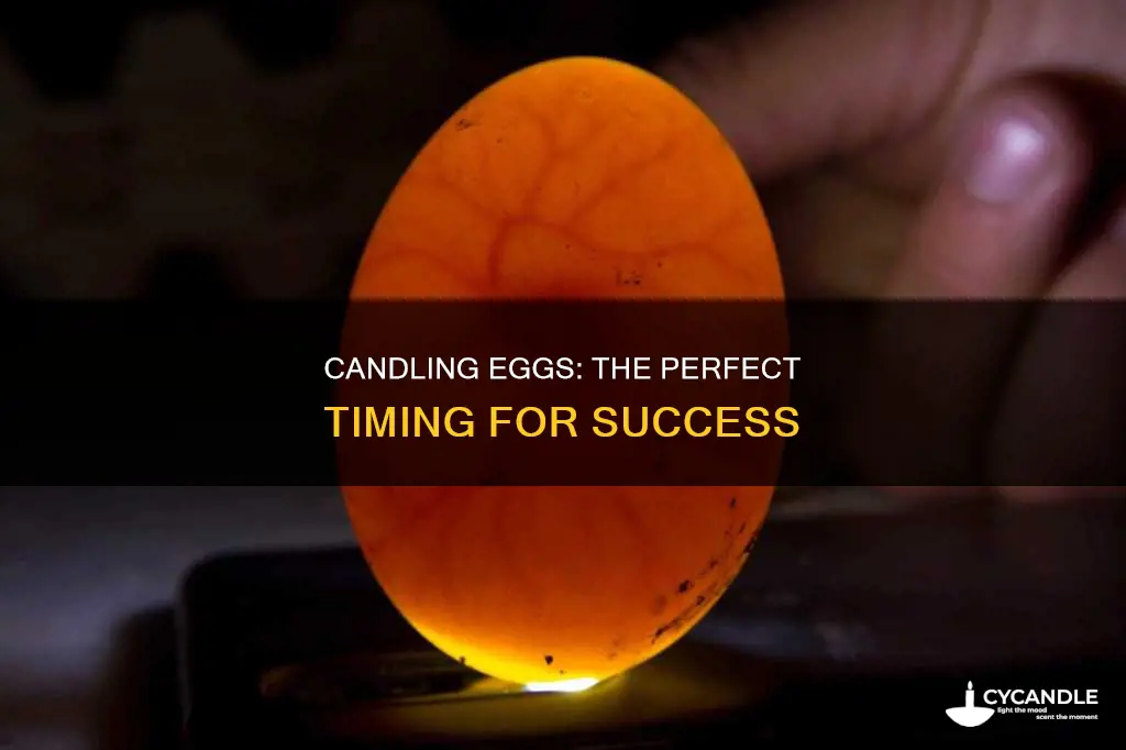 when should i candle my eggs