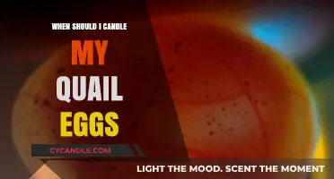Candling Quail Eggs: The Ideal Timeframe