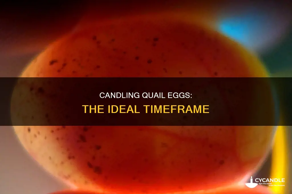 when should i candle my quail eggs